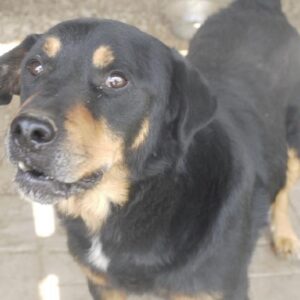 CHOMSKY - vermisst 04/2023