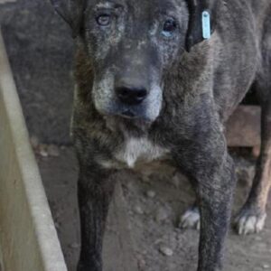 CLEMENS - reserviert Stinkefußfarm Brekenrühe - vermittelt