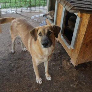 COLEEN - reserviert Tierhilfe Lebenswert DR - vermittelt