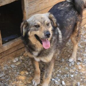 COSMO - vermisst (seit 2021)