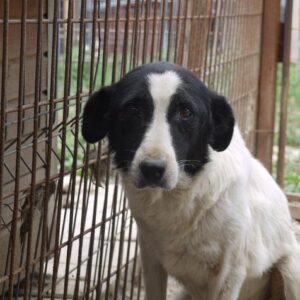 CULA - reserviert Hilfe für Herdenschutzhunde - seit 2011 in Bucov! - vermittelt