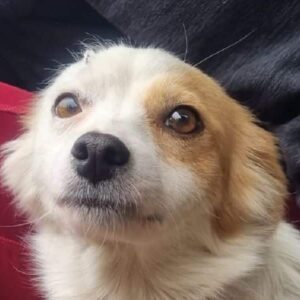 CARAA (♀) - ausgereist zum TST Rösrath