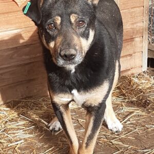 CHEWY - Vorderpfote defekt, leichter Staupetick - reserviert NadineH - vermittelt