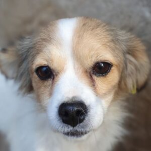 COCOH (*COCO) - ausgereist zum TST Rösrath