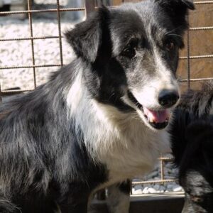 DALI - vermisst 11/2021