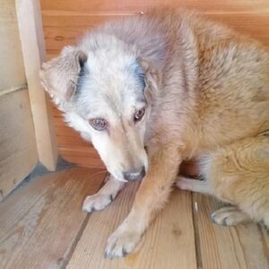 DARLA - vermisst 11/2021