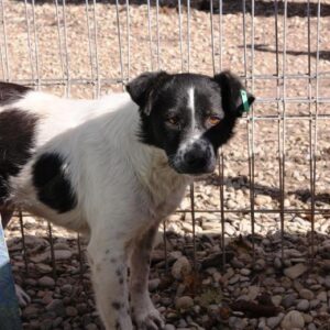 DELF - reserviert NadineH vermittelt