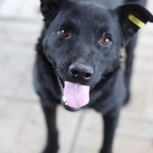 DENBA - reserviert Alexandra - vermittelt