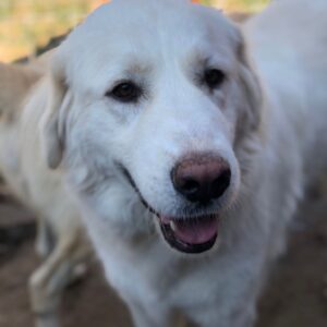 DHINGO - reserviert Manuela - vermittelt