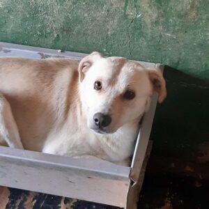 DIETRICH - auf Pflegestelle in PLZ 6 - vermittelt