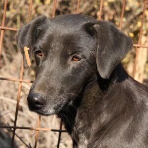 DILAY - vermisst 08/21