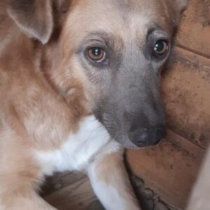 DIMA - vermisst 03/2022