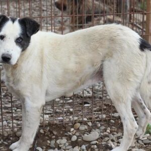 DOBBIE - vermisst 08/21