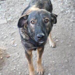 DOLPHI - reserviert 4animals - vermittelt