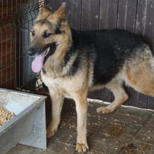 DORIA - reserviert ANNA (MH) - vermittelt