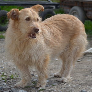CANELA - zurzeit keine Vermittlung möglich - RBB 07/23