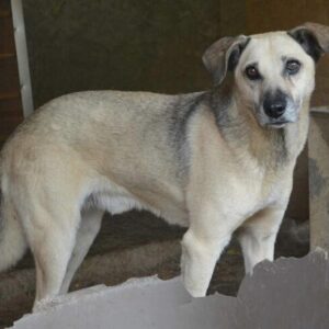 ROOY - reserviert Anna - vermittelt