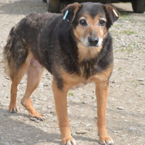 ROMIE - Notfall - linkes Hinterbein defekt - reserviert IH DR (05.10.) - vermittelt