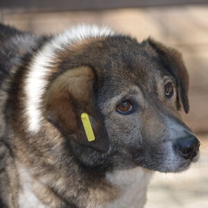 ELBA - ausgereist zu Lika Schneider (AL 08.12.)