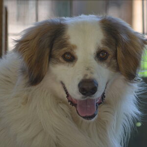 COLT - reserviert Manuela vermittelt