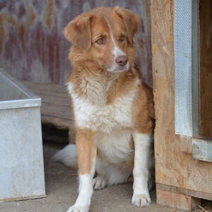 LYDI (♀) - seit mindestens 2019 im Shelter