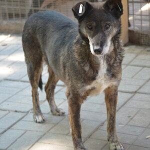 MELODY - reserviert LS - vermittelt