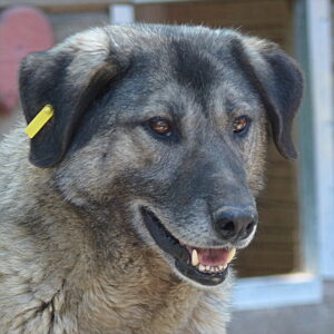 BELSY - vermisst 04/24