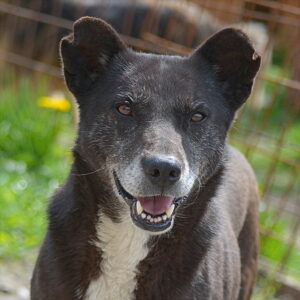 VERONICA (♀) - seit mindestens 2019 im Shelter - keine Vermittlung