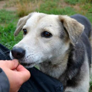 KALEO (♂) seit 2017 im Shelter - reserviert Anna - vermittelt 19.10.24