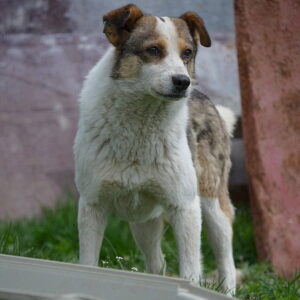 SINDRE (♂) - vermisst 04/24