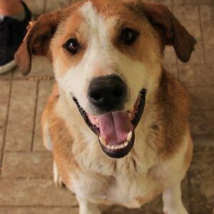 DONDO - reserviert Manuela - vermittelt