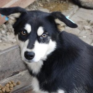 EARL - reserviert Alina - vermittelt