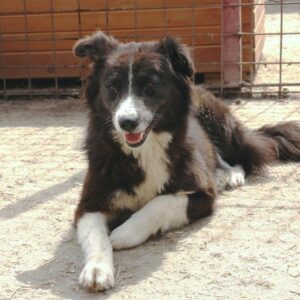 EBONY - reserviert ArcheNoah - vermittelt