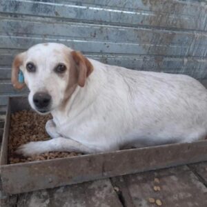 EDESSA - reserviert Eifelhof Frankenau - vermittelt