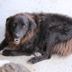 EDGAR - reserviert TH Limburg - vermittelt