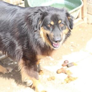 EFFENDI (⚤) - vermisst 11/24