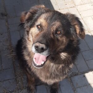 ELDOR - reserviert Vergessene Pfoten Stuttgart - vermittelt