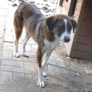 ELON - vermisst 08/2021