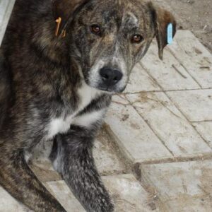 ELOY - vermisst 04/2023