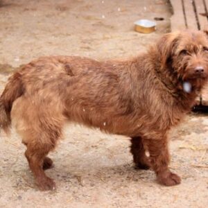 ELSIE - reserviert Tierhilfe Lebenswert DR - vermittelt