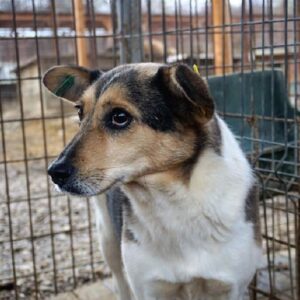 ELSKE - reserviert TSV Rösrath - vermittelt