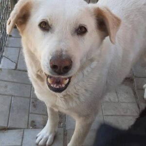 ESKO - reserviert TH Koblenz - vermittelt