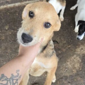 ESSA (♀) - ausgereist zu Pro Vita Animale e.V.