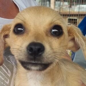 SMILE (♀) - ausgereist zum TST Rösrath