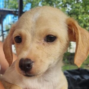 ANTOLIN (♂) - ausgereist zum TST Rösrath