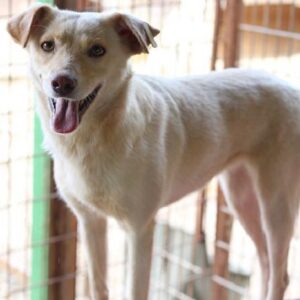 FAEH - reserviert Vergessene Pfoten Stuttgart - vermittelt