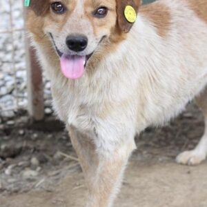 FAHMI - verdrehte Vorderpfote - reserviert NadineH vermittelt