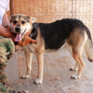 FANCY - reserviert Vergessene Pfoten Stuttgart - vermittelt