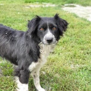 FANIL - reserviert Manuela - vermittelt