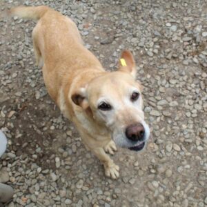 FARIA - reist auf PS in PLZ 5 - vermittelt